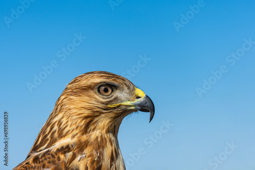 Close-up of an eagle against a clear blue sky. © Hamdi Bendali