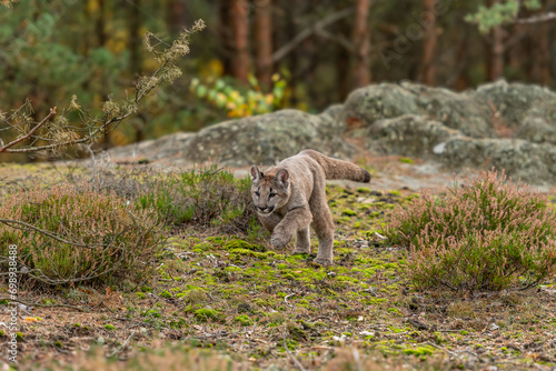 Cougar (Puma concolor), also commonly known as the mountain lion, puma, panther, or catamount. is the greatest of any large wild terrestrial mammal in the western hemisphere. © vaclav