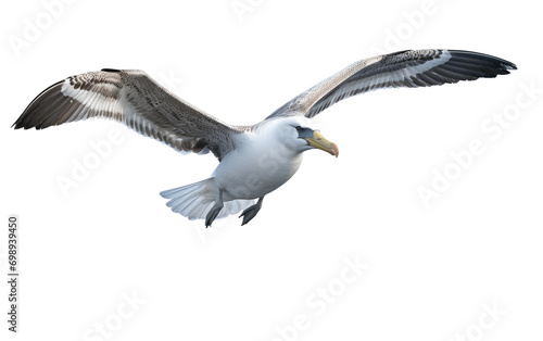 A Serene Albatross Soaring Gracefully over Vast Ocean On a White or Clear Surface PNG Transparent Background.