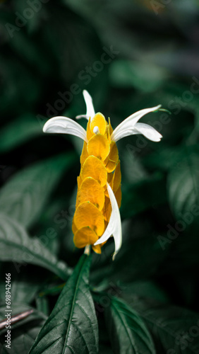 Yellow Flower with darker green background