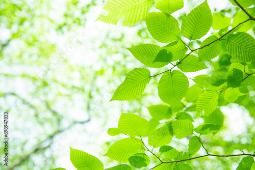 爽やかな緑美しい若葉1