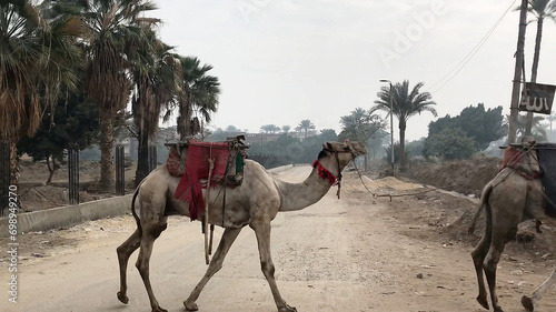 Camels walking in dessert area of Memphis, Egypt.