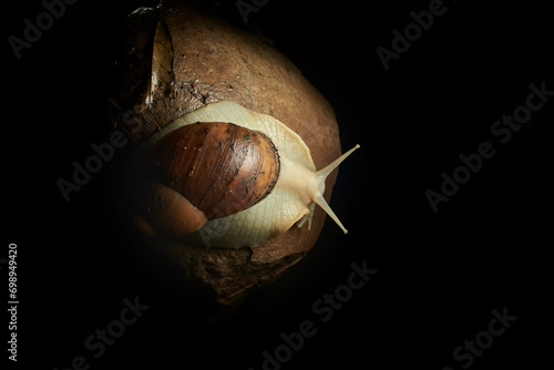 Dive into the microscopic magic of nature with these captivating images of a snail resting on a stone. Focal lighting highlights every detail of the intricate shell and the texture of the stone, creat