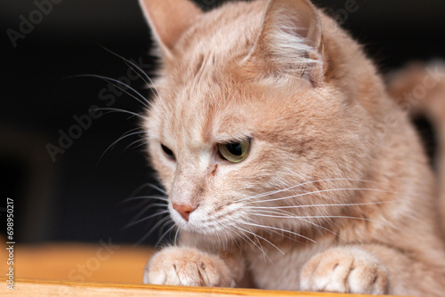 petit  chat intrigué