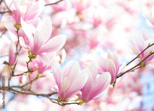 Branches of light pink Magnolia flowers on an out-of-focus background. Selective focus. Shallow DOF. © Antonel