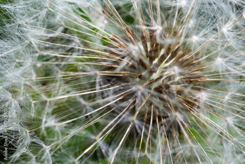 Dandelion abstract background. Beautiful white fluffy dandelions  dandelion seeds in sunlight. Blurred natural green spring background  macro  selective focus  close up