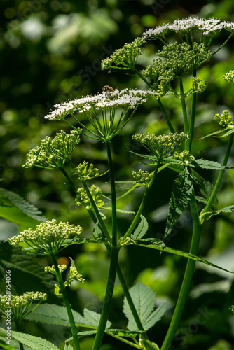 Photography Conium maculatum, colloquially known as hemlock, poison hemlock or wild hemlock,