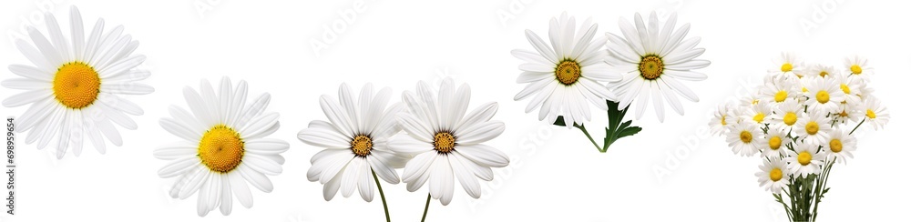 Very close-up view of daisies with detailed like flower stalk, pistil, pollen texture, isolated white background... Very close-up view of daisies with detailed like flower stalk, pistil, pollen texture, isolated white background...