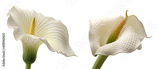 Very close-up view of arums with detailed like flower stalk, pistil, pollen texture, isolated white background... photo