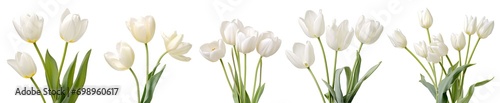Very close-up view of white tulips with detailed like flower stalk, pistil, pollen texture, isolated white background...