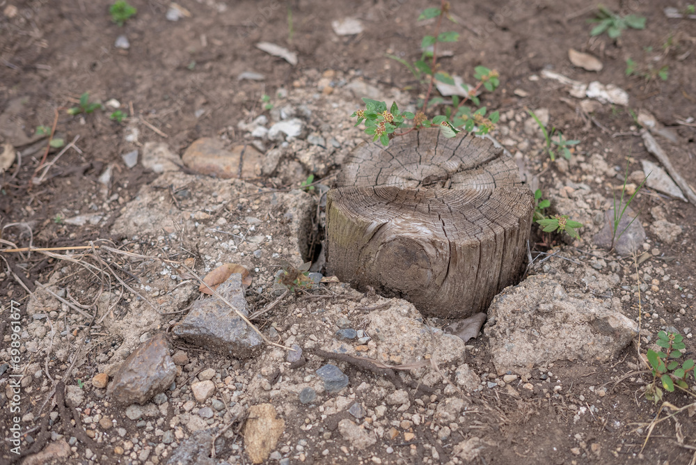 Obraz premium Tronco talado