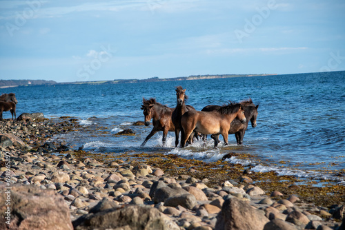 Pferde am Strand © Florian