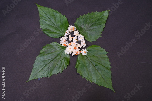 Nyctanthes arbor tristis flower. It's other names  night blooming jasmine, tree of sorrow flower, coral jasmine and  shiuli. Harsigar or parijat flower. White flower. 
 photo