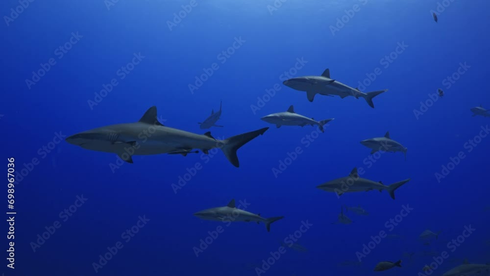 Grey Sharks in the South Pass of Fakarava in the middle of the South Pacific Grey Sharks in the South Pass of Fakarava in the middle of the South Pacific