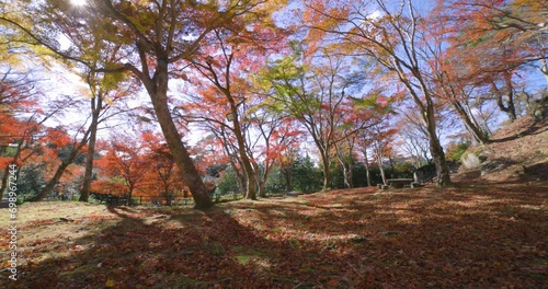 Red leaves at Kasagiyama momiji park in Kyoto in autumn wide shot panning photo