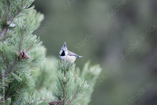 A single crested tit (lophophanes cristatus) perched in a conifer tree in the dolomite mountain region of Italy. In winter, December. photo