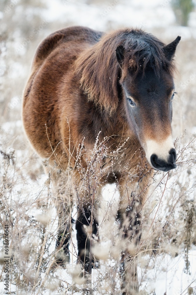 Close up photo of Exmoor pony with snowy background. Close up photo of Exmoor pony with snowy background.