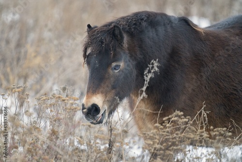 Close up photo of Exmoor pony with snowy background.