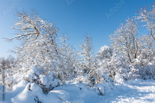 Trees in snow landscape with blue sky