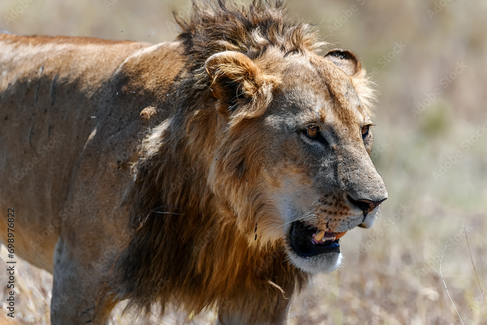 Fototapeta premium Male lions in the Masai Mara savannah