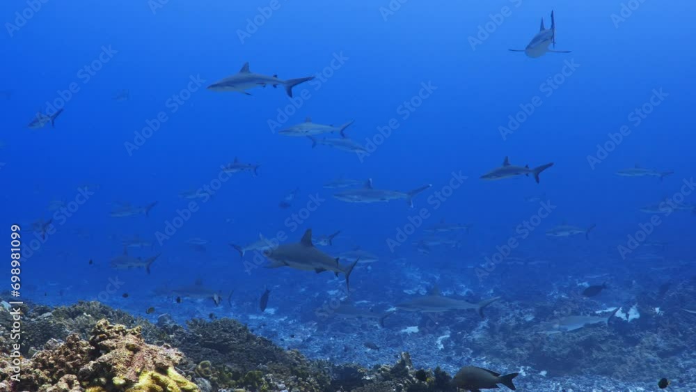 Grey Sharks in the blue in the South Pass of Fakarava in the middle of the South Pacific Grey Sharks in the blue in the South Pass of Fakarava in the middle of the South Pacific