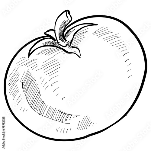 tomato handdrawn illustration