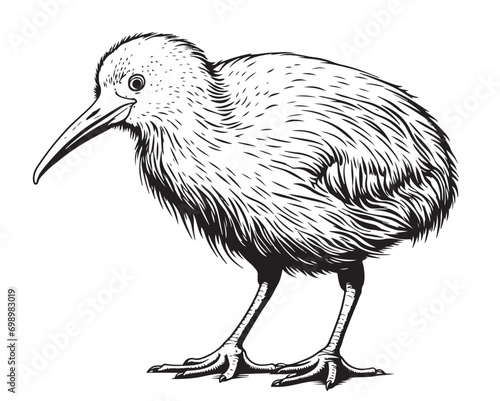 Kiwi bird sketch hand drawn Vector illustration birds
