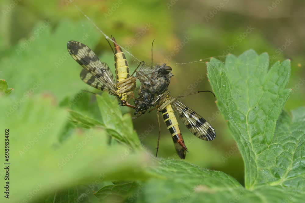 Closeup on two female Scorpion flies, Panorpa vulgaris, feeding on a fly captured in a spiders web Closeup on two female Scorpion flies, Panorpa vulgaris, feeding on a fly captured in a spiders web
