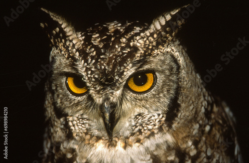 Grand duc africain,.Bubo africanus, Spotted Eagle Owl