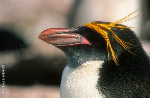 Gorfou doré, Manchot gorfou macaroni, .Eudyptes chrysolophus, Macaroni Penguin, Iles Falkland, Malouines