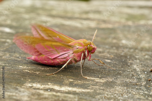 Close up of the colorful European pink olive small elephant hawk-moth, Deilephila porcellus, sitting on a piece of wood photo