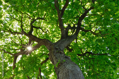 Sun shining through green canopy of horse chestnut tree (Aesculus hippocastanum) photo
