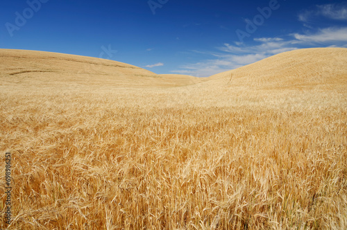 USA,Washington State, Vast wheat field in summer photo