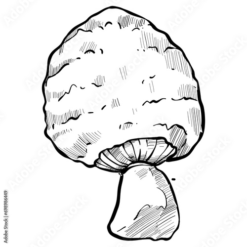 mushroom handdrawn illustration