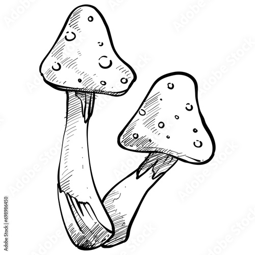 mushroom handdrawn illustration