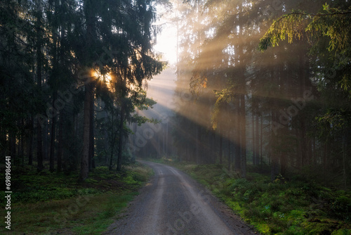 Germany, Bavaria,Forest dirt road at foggy sunrise photo