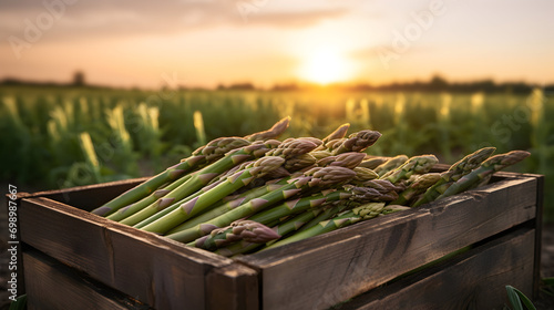 Asparagus harvested in a wooden box in a field with sunset. Natural organic vegetable abundance. Agriculture, healthy and natural food concept.