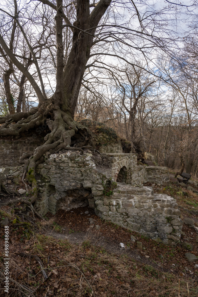 Burgruine Lauenburg mit altem Baum