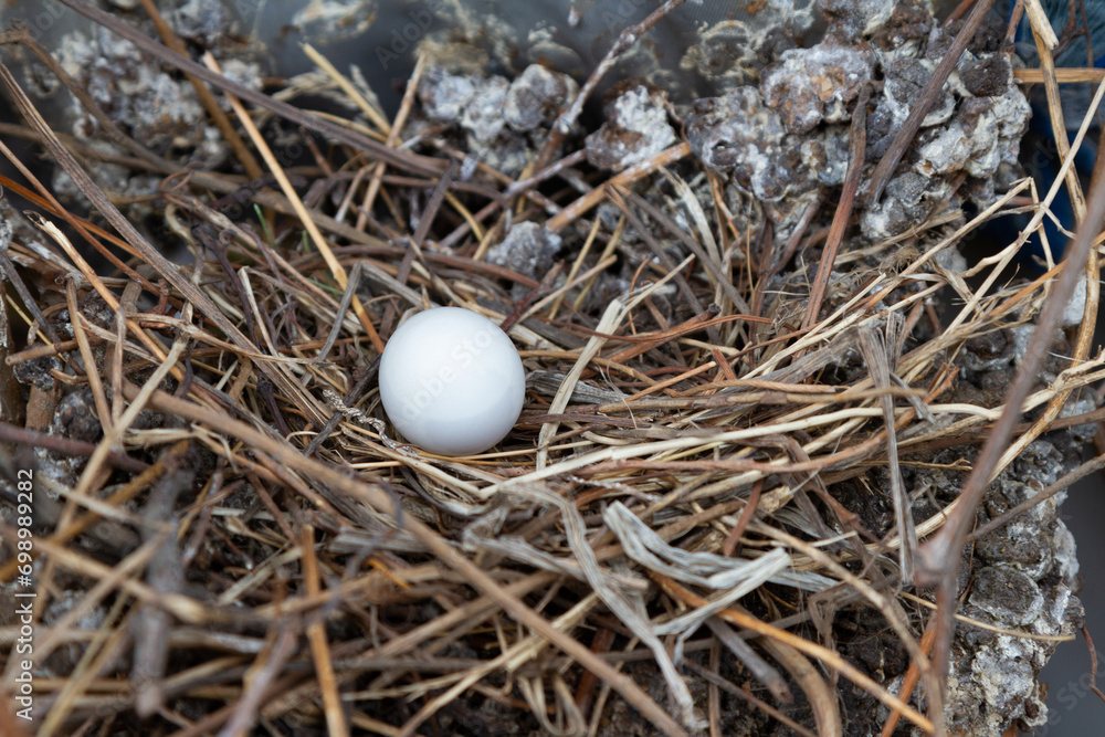 Dove egg in the nest Dove egg in the nest