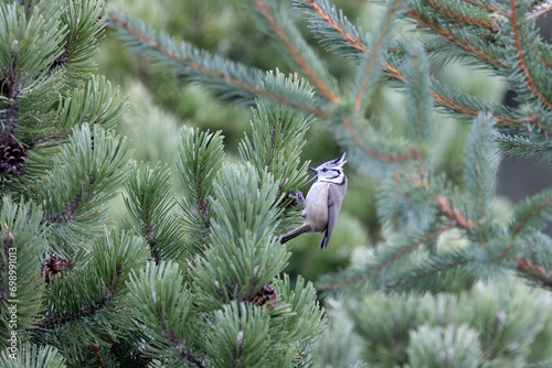 A single crested tit (lophophanes cristatus) perched in a conifer tree in the dolomite mountain region of Italy. In winter, December.