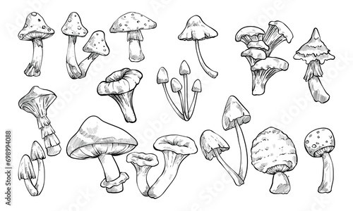 mushroom handdrawn collection