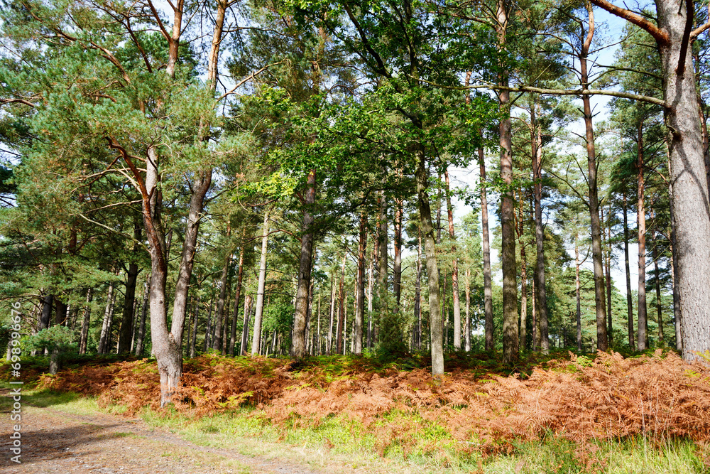 Bracken and ferns in a pine woodland in the sunshine Bracken and ferns in a pine woodland in the sunshine