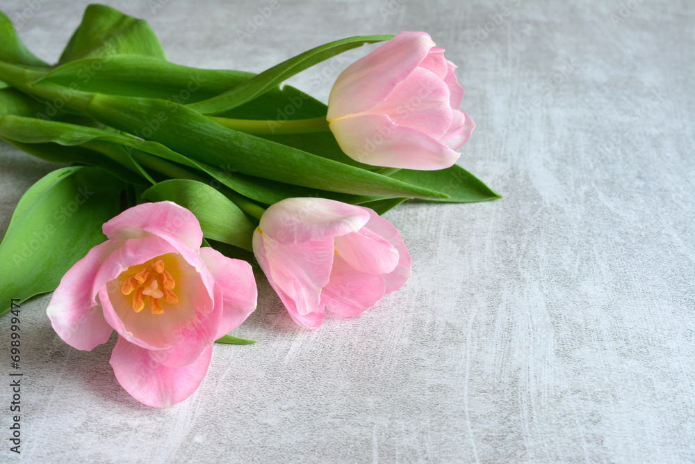 pink tulips isolated on the gray background copy space pink tulips isolated on the gray background copy space