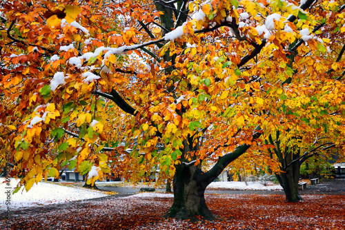 Geneva, Switzerland, Europe - Park scene in winter, Park Bude, Petit-Saconnex, huge European beech tree, leaves covered with snow