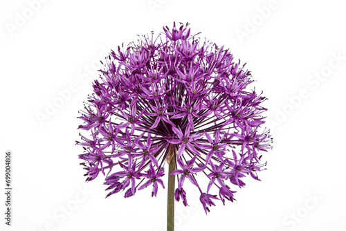 Purple Allium flower isolated on white background. Close up.