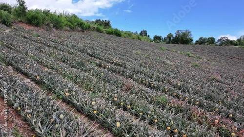 Victoria pineapple field in Le Tampon on Reunion Island drone view