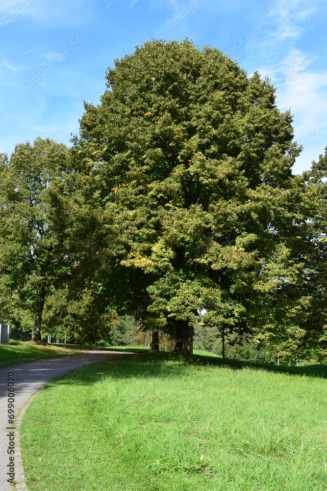 tree at a park way