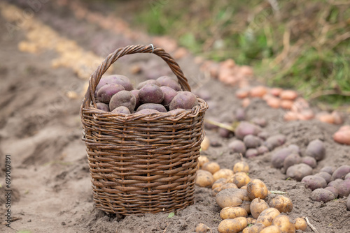 Basket full of potato in garden near three rows. Harvesting potato at private garden