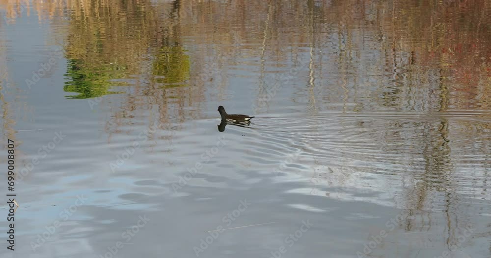 (Gallinula chloropus) A Common moorhen or swamp chicken swimming quickly in the middle of a pond
(Gallinula chloropus) A Common moorhen or swamp chicken swimming quickly in the middle of a pond