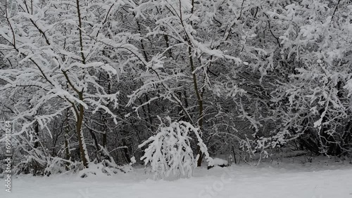bushes and trees covered with white snow